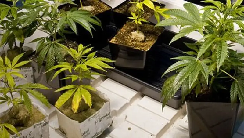 Суд в Германии впервые разрешил тяжело больным выращивать марихуану в домашних условиях