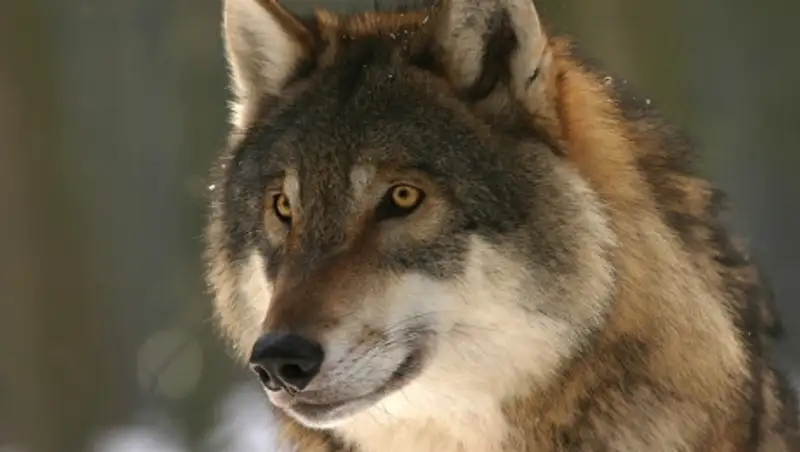 Волки уничтожают скот в ВКО