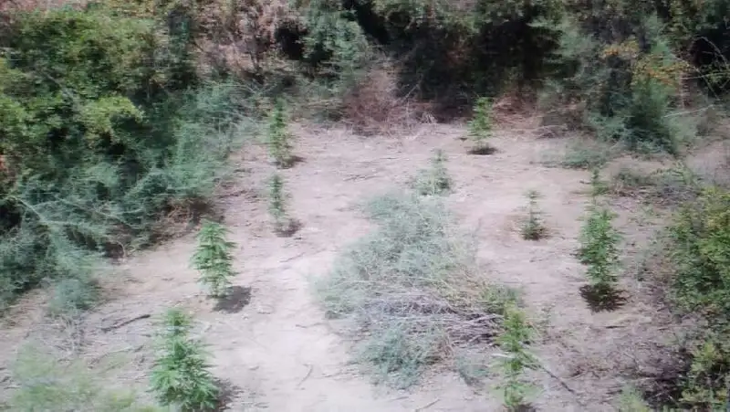 Жители Кызылорды выращивали 357 кустов конопли