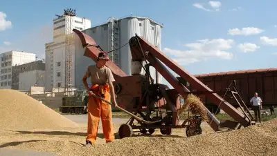 Пшеница, зерно, дефицита нет, Казахстан, фото - Новости Zakon.kz от 11.04.2022 13:18