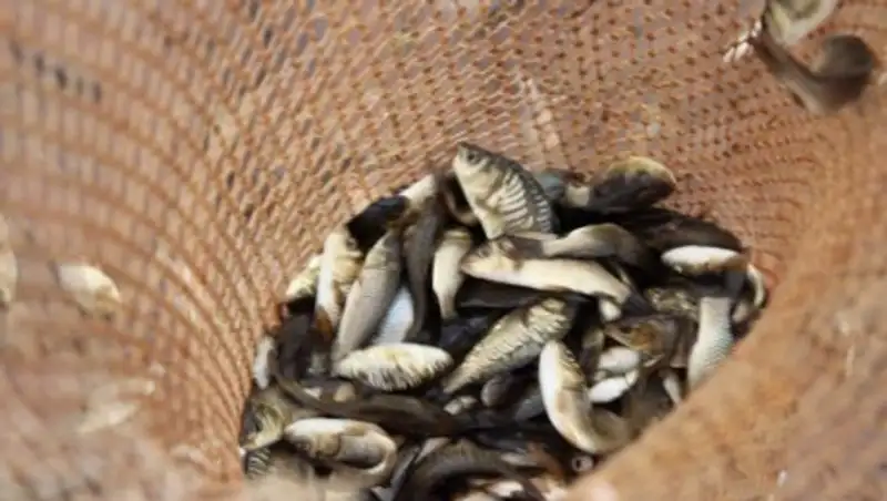 В ЮКО в бассейн для разведения рыб пустили 50 тысяч мальков сазана и карпа