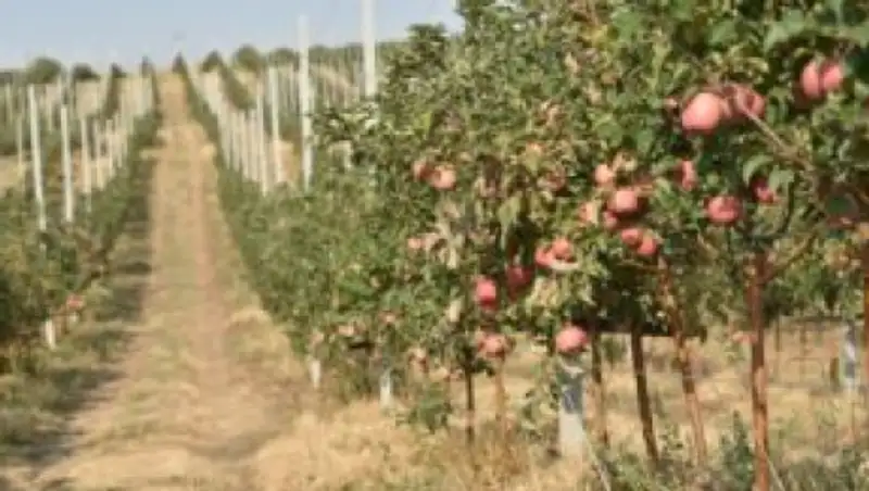 Наша гордость: чего добилась Туркестанская область в этом году