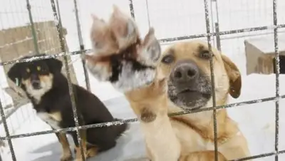 Petfinder.kz, фото - Новости Zakon.kz от 26.03.2018 17:47