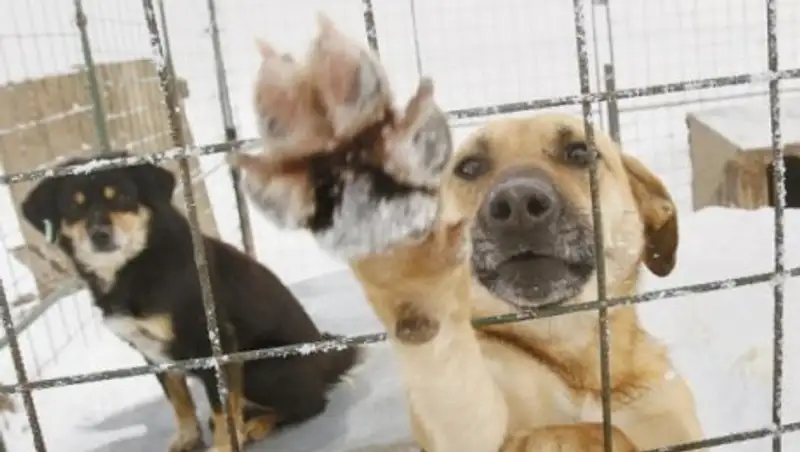 Отлов беспризорных животных будет записываться на видео в Алматы