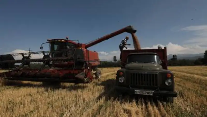 Сколько зерна планируют собрать по итогам 2021 года, рассказали в МСХ