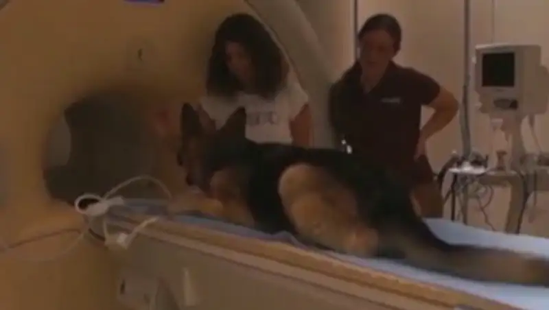 Ученые доказали, что собаки понимают смысл слов