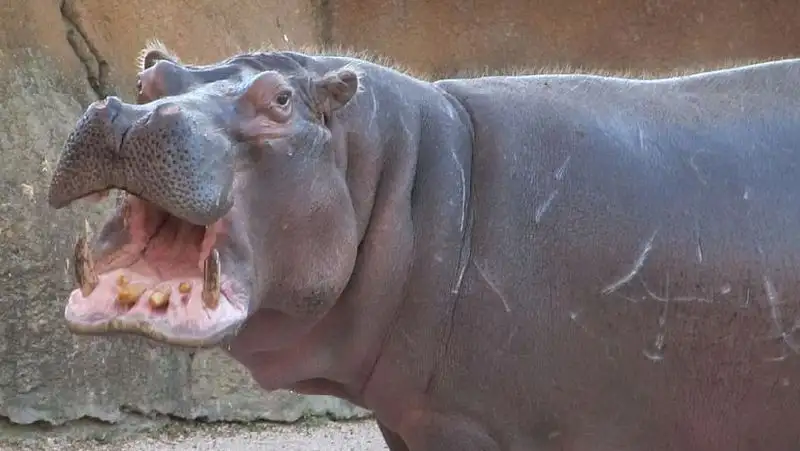 Агрессивный бегемот испугал казахстанцев – комментарий зоопарка