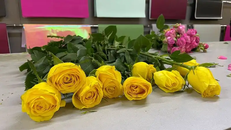 розы, фото - Новости Zakon.kz от 05.03.2022 17:15