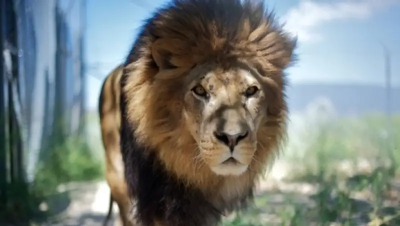 Союз мусульман Казахстана подарит ГУВД Алматы африканского льва