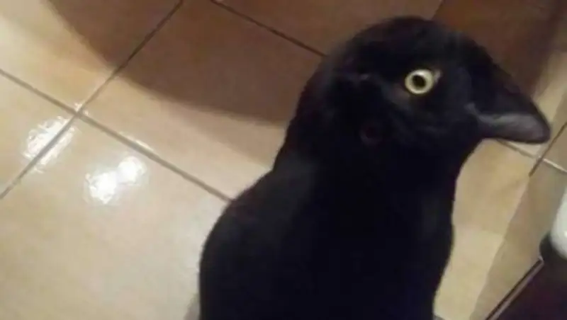 Кот или ворона: Сеть озадачила новая оптическая иллюзия