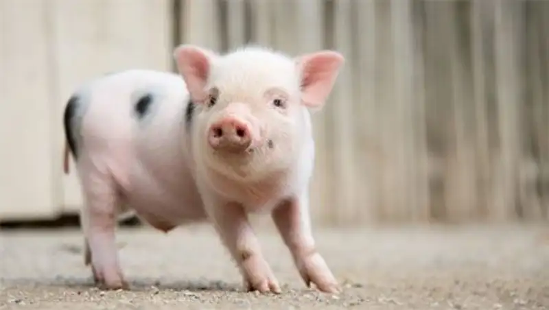 США просят допустить крупнейшего американского производителя свинины на рынок РФ