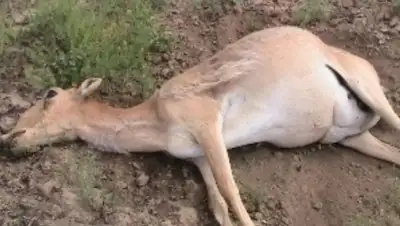 Zakon.kz, фото - Новости Zakon.kz от 27.05.2015 22:20