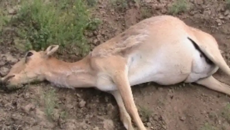 Депутат В.Бишимбаев просит Правительство разобраться с причинами гибели сайгаков