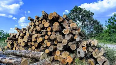 Казахстан Минэкологии поправки защита деревья кустарники , фото - Новости Zakon.kz от 29.06.2022 11:20