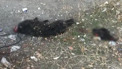 inform.kz, фото - Новости Zakon.kz от 20.04.2018 11:39