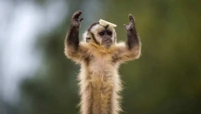 Местонахождение наркобарона Коротышки установили благодаря обезьянке