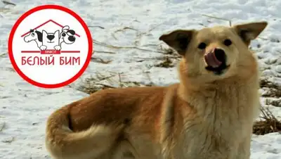 VK/"Белый Бим", фото - Новости Zakon.kz от 29.03.2018 15:30