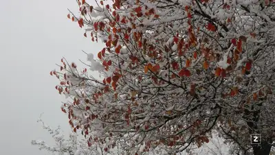 погода, температура, прогноз, фото - Новости Zakon.kz от 07.12.2021 15:42