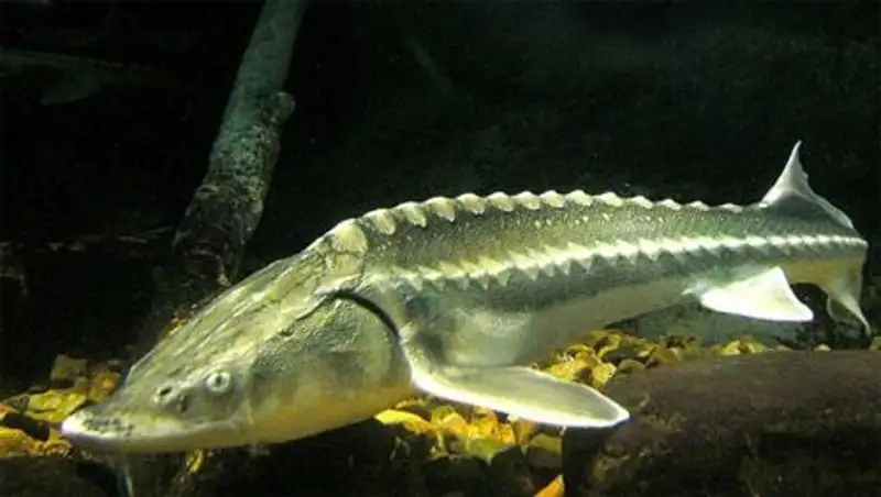 В Атырау у браконьера изъяли краснокнижную рыбу 