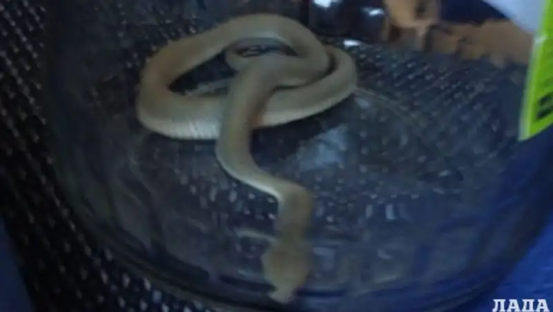 Жительница многоэтажки в Актау обнаружила дома змею
