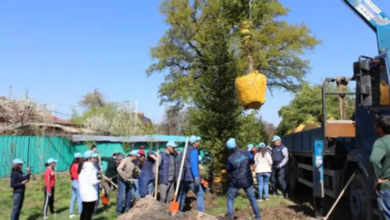 Почти семь тысяч деревьев высадили за один день в Алматы