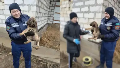 вытащили щенка из колодца, фото - Новости Zakon.kz от 13.11.2022 23:30