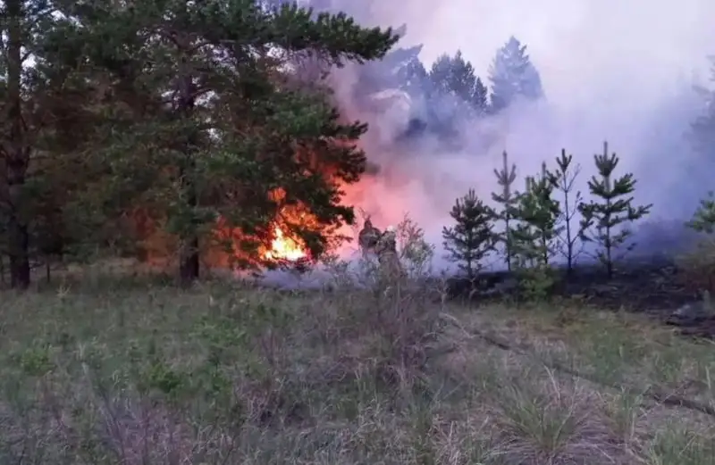 В Абайской области тушат крупный лесной пожар , фото - Новости Zakon.kz от 23.05.2023 14:30