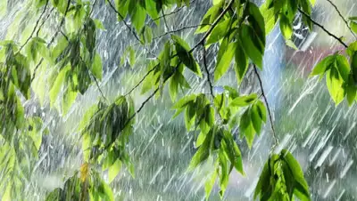 kazlenta.kz, фото - Новости Zakon.kz от 04.06.2020 16:01