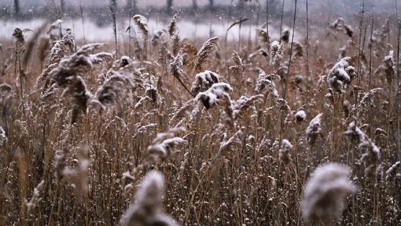 На востоке Казахстана 17 сентября ожидается мокрый снег