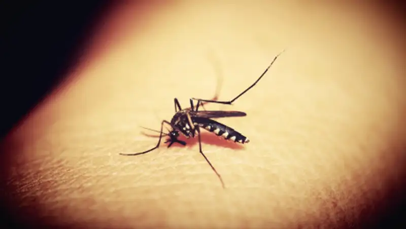 Как избежать осложнений от укусов комаров