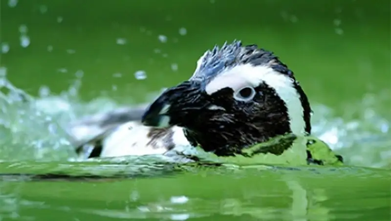 Пингвин из зоопарка Тбилиси добрался до азербайджанской границы