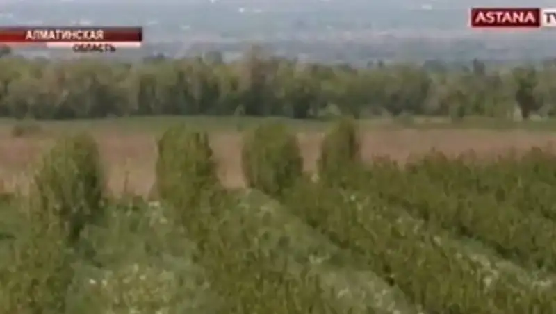 Прокуратура Талгарского района подала иск против собственников крестьянских хозяйств