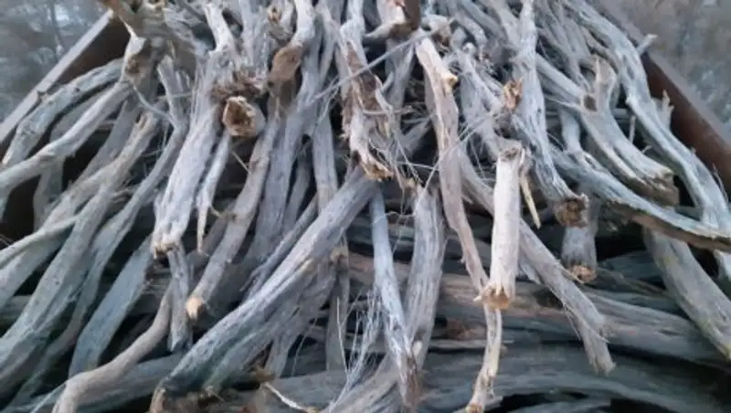 Саксаул незаконно вырубали в Алматинской области