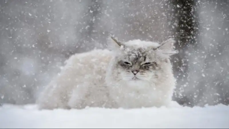 Снежное воскресенье ожидает казахстанцев