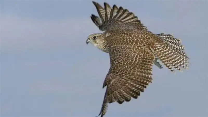 В природу Казахстана выпустили соколов из ОАЭ