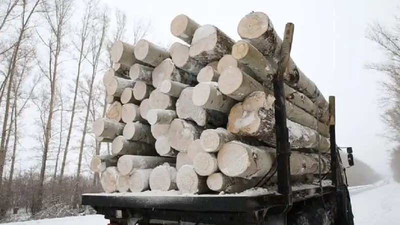 Усилен контроль за перевозом и реализацией хвойных деревьев в ВКО