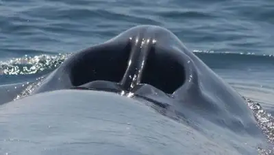 Bored Panda, фото - Новости Zakon.kz от 04.08.2018 13:07