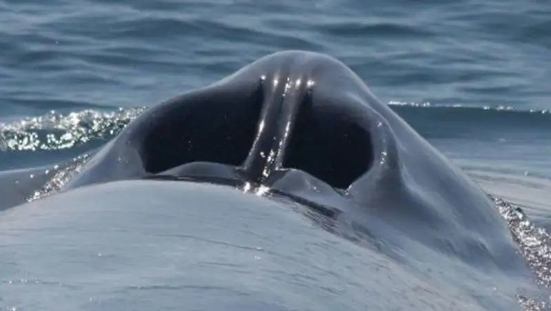 20 редких фотографий показывают привычные вещи с неизвестного для нас ракурса