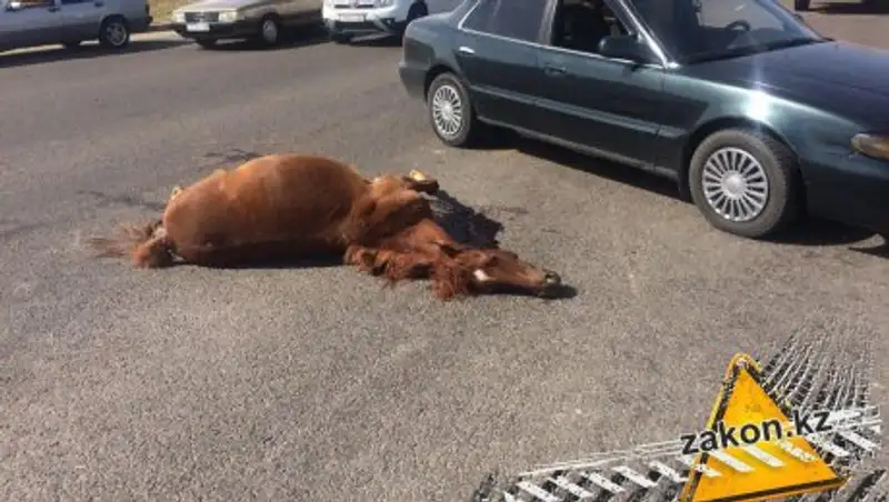 Жеребенка сбили  насмерть на дороге в Алматы