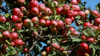 Zakon.kz, фото - Новости Zakon.kz от 02.12.2015 22:33