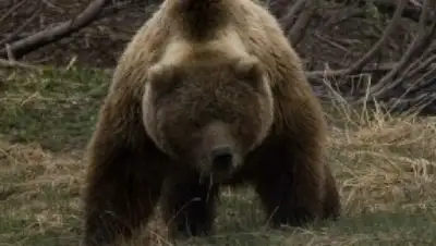 Zakon.kz, фото - Новости Zakon.kz от 19.06.2017 15:30