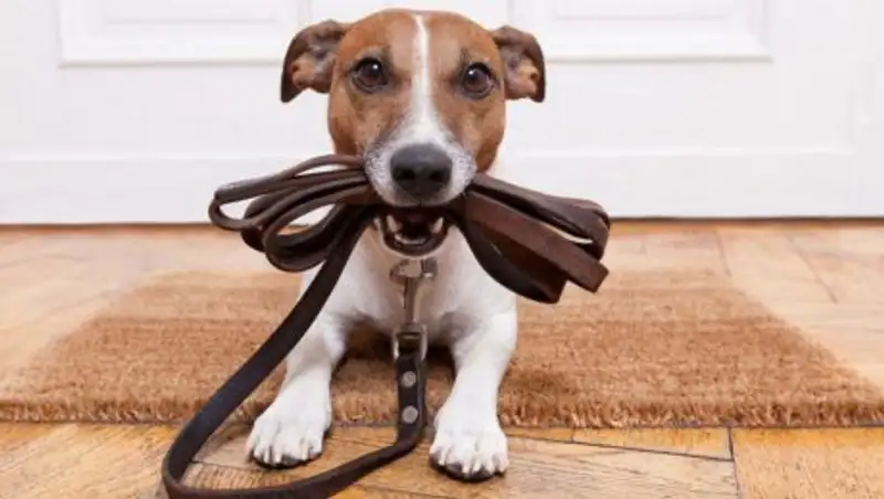 В Астане готовятся места для выгула домашних животных