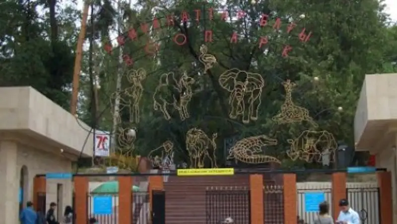 Причину смерти жирафа Мелмана на сайте зоопарка опубликовали хакеры