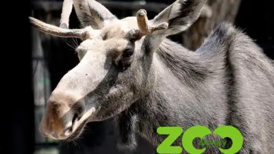 Facebook, фото - Новости Zakon.kz от 15.07.2019 19:39