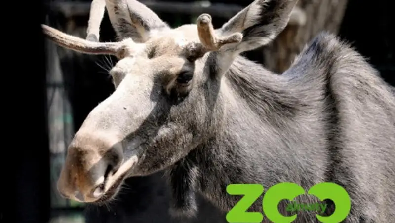Лось Рокки умер в Алматинском зоопарке