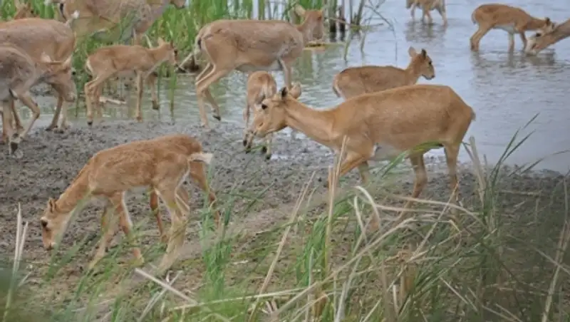МСХ: охота на сайгаков в РК приняла формы организованной преступности