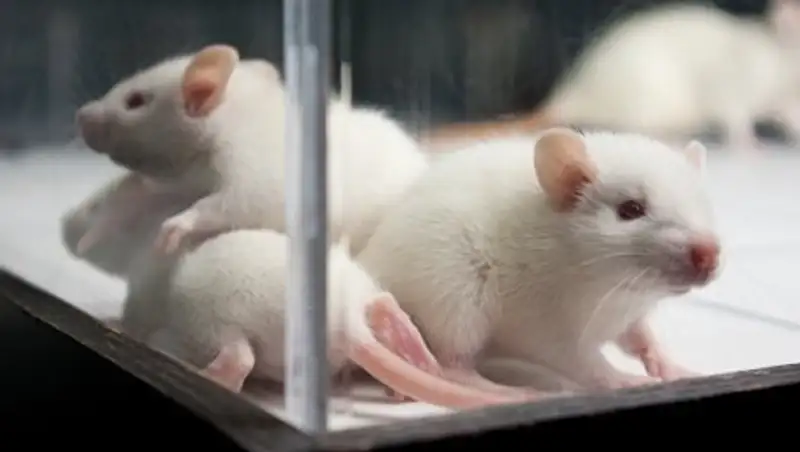 Жир меняет работу мозга подобно наркотикам, выяснили ученые