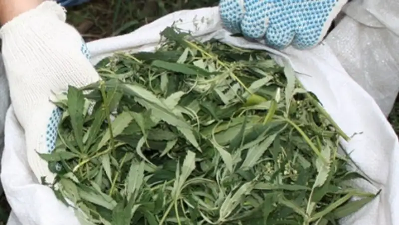 Жителя Алматы задержали во время сбора конопли