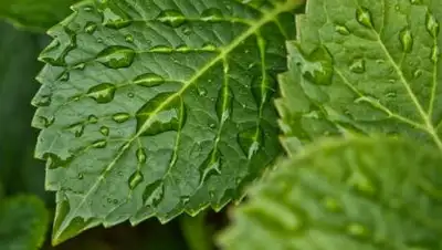 pixabay.com, фото - Новости Zakon.kz от 15.07.2021 18:07