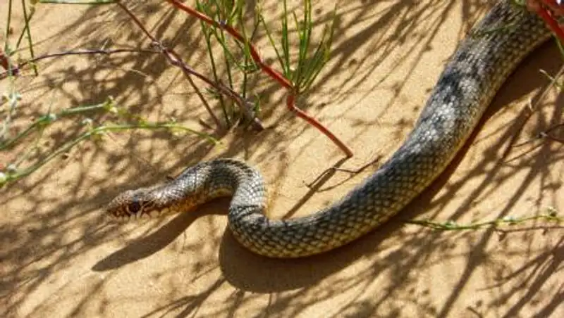 В Казахстане активизировались змеи
